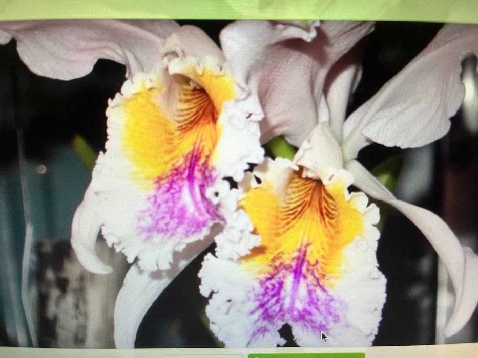 Каттлея  орхидея  mossiae  schroederae