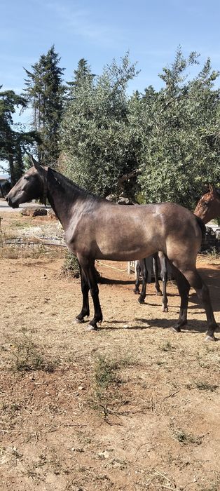 Poldra Lusitana 3 Anos