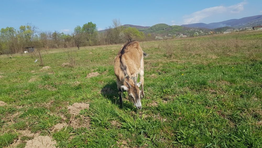 Продам дойну козу, перший окот