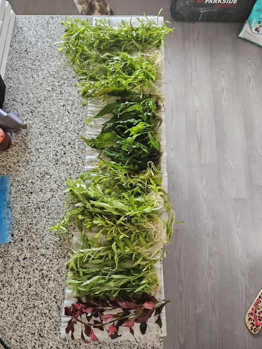 Plantas de aquário