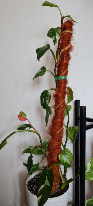 Kolekcjonerski filodendron White Princess 67 cm od doniczki