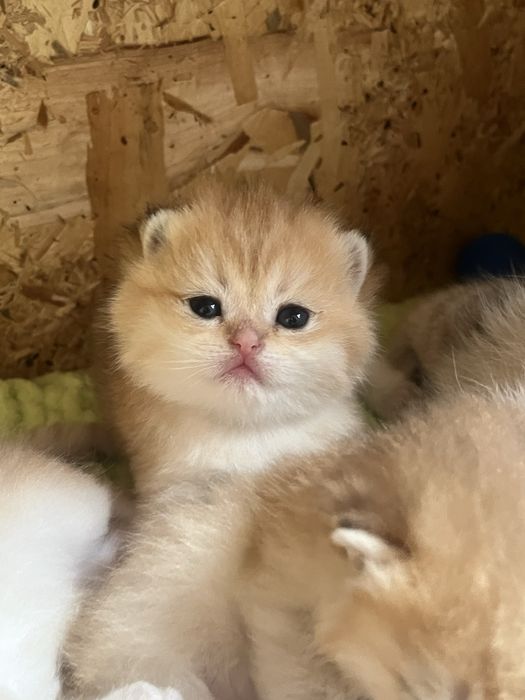 Шикарна дівчинка золота шиншила