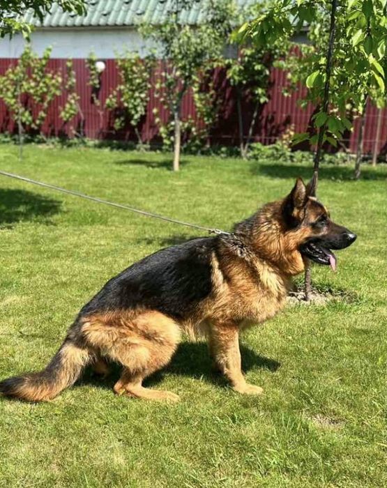 Вʼязка. Німецька віччарка. Документи.