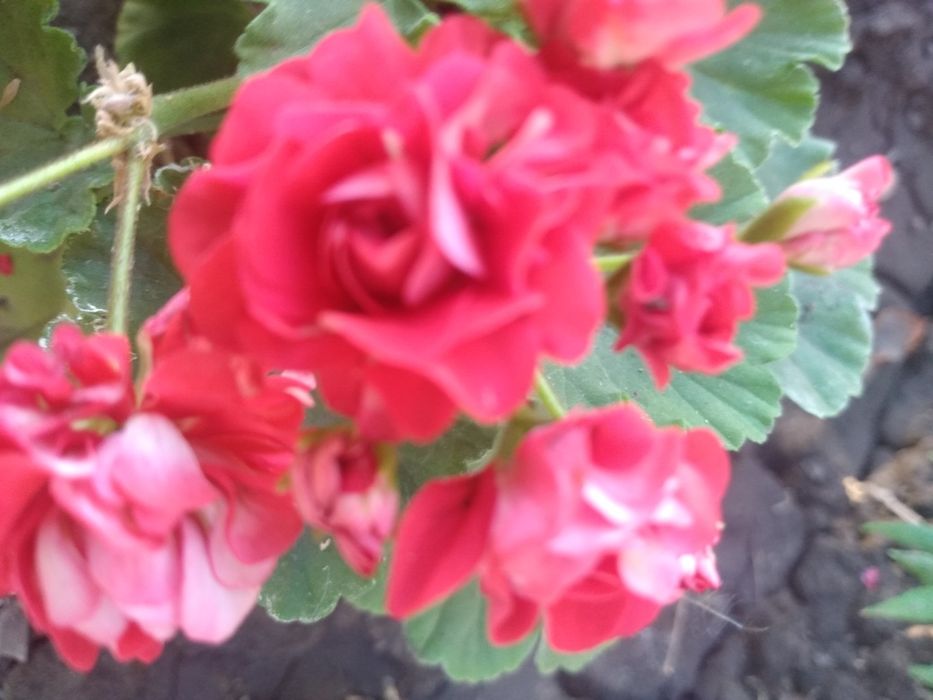 Герань, пеларгония, калачик