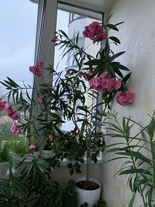 Кімнатні рослини аспарагус, хлорофітум,паперомія, сансевієрія та ін.