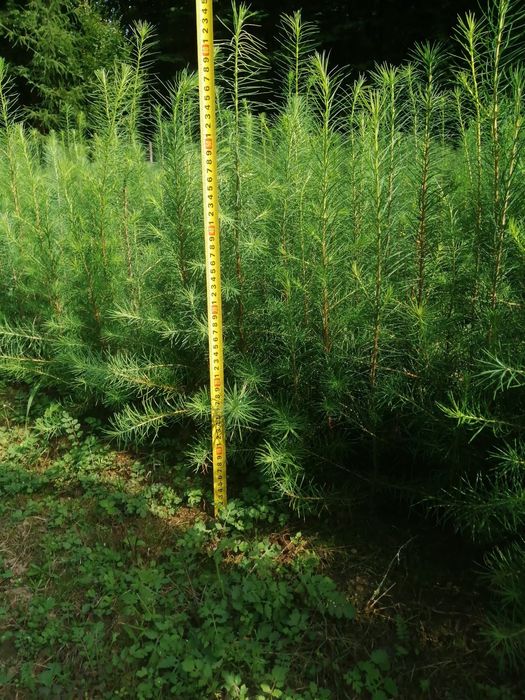 Modrzew europejski - sadzonki ze szkółki leśnej.