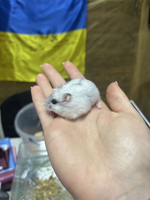 Хомяки джунгарські