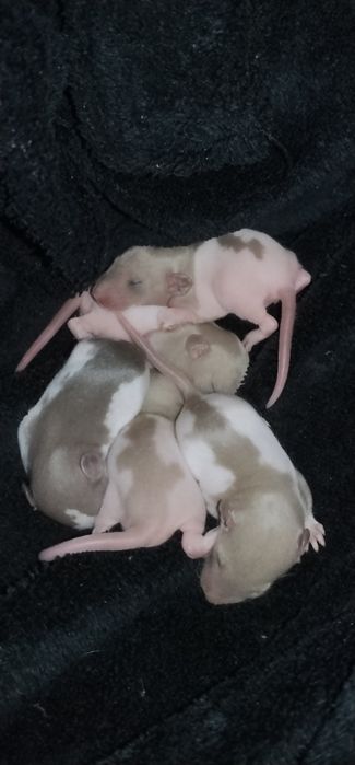 Отдам ручных крисят в хорошие руки )))