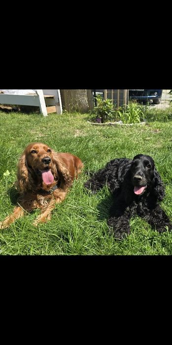 Cocker spaniel angielski