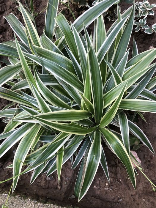 Хлорофітум кущик d. 50 см 90 грн