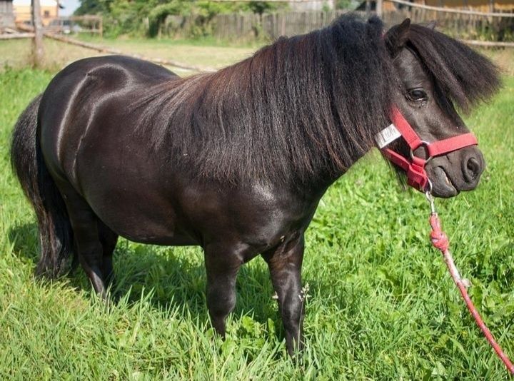 Tornado kary ogier Falabella