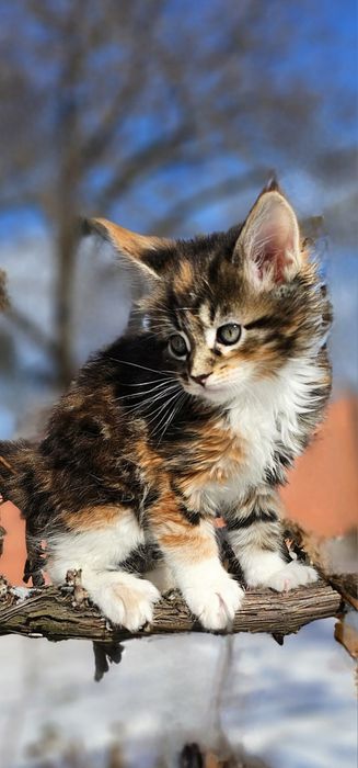 Кот Мейн Кун ждёт девочку