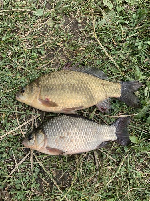 Жива риба (товарна, личинка, мальок, зарибок)