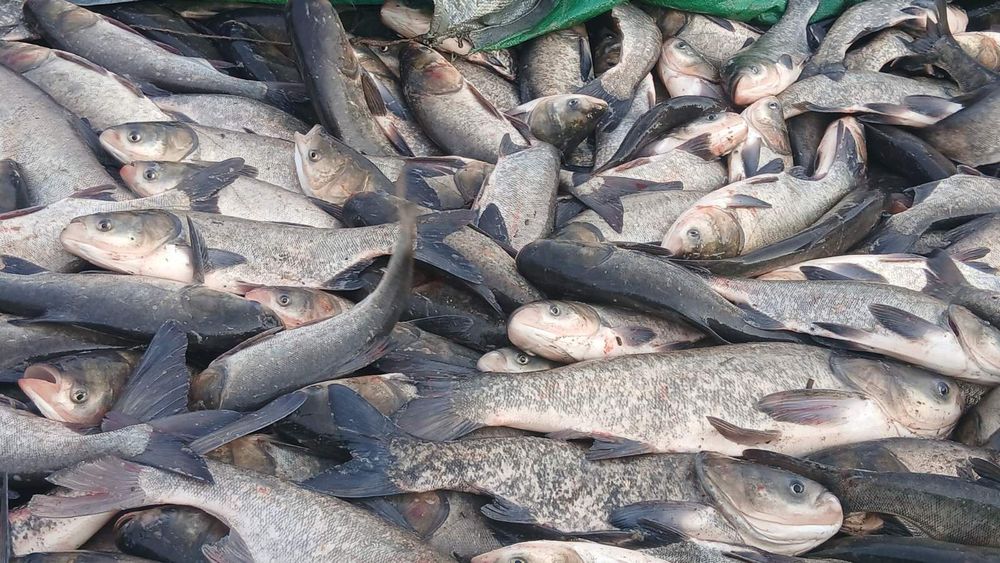 Продам   зарибок