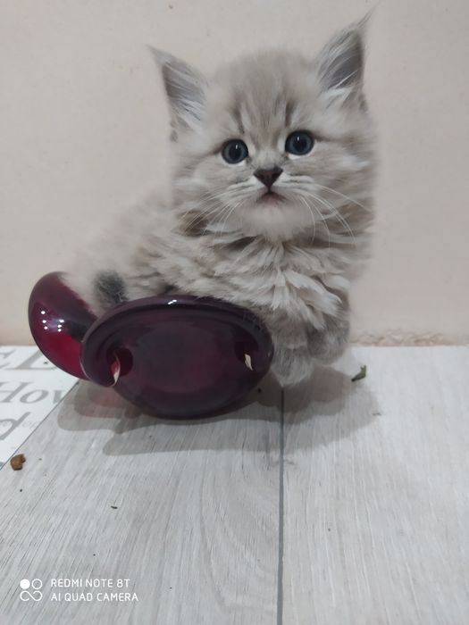 Невский Маскарадный приглашает кошечку на вязку