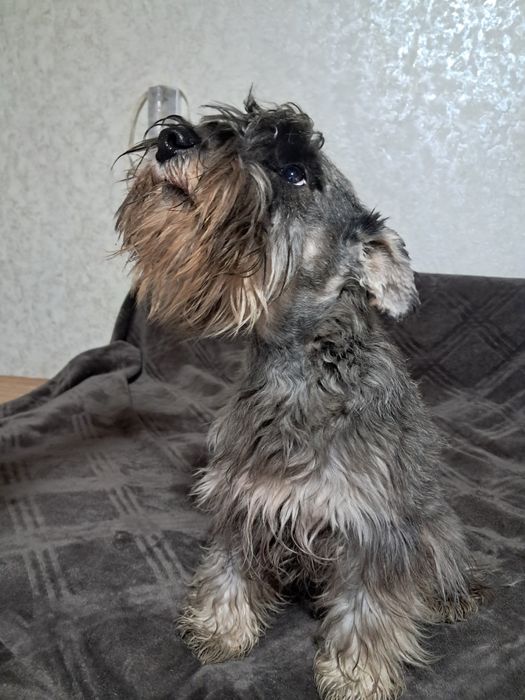 Цвергшнауцер дівчинка