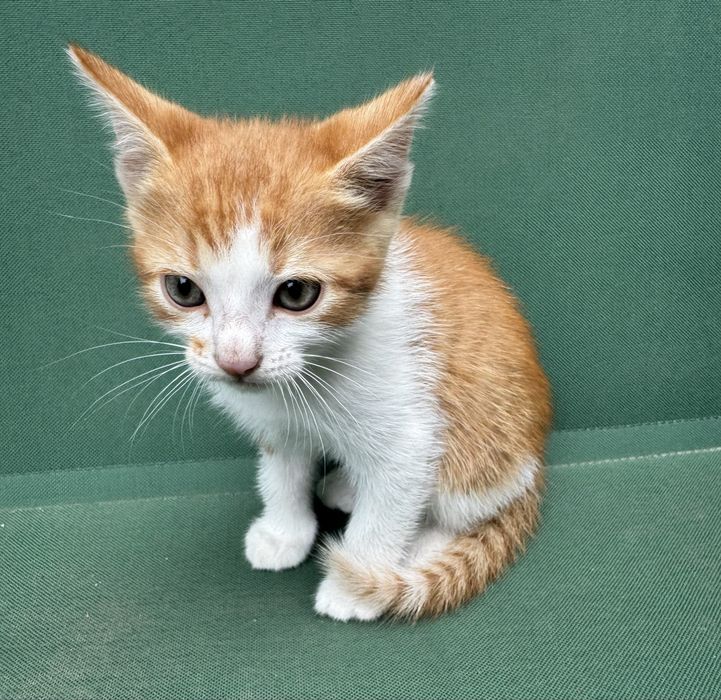 Подаруємо котика хлопчик