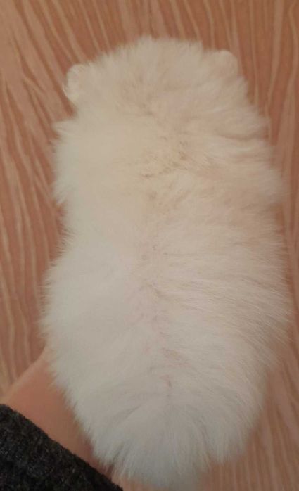 Померанский  шпиц