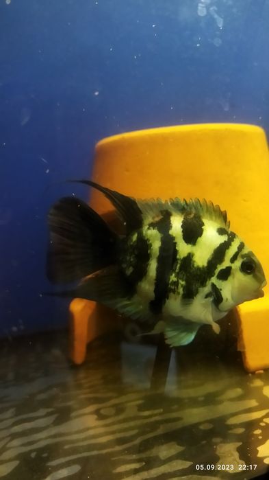 Продам рибок живучих: 25 грн. - Акваріумістика Черкаси на Olx