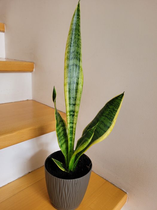 Trzykrotka purpurowa fikus i inny