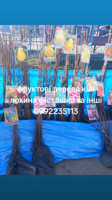 Саджанці фруктових дерев смт чинадієво деталі за телефоном
