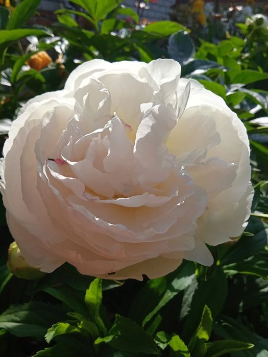 Пиони кустики деленки