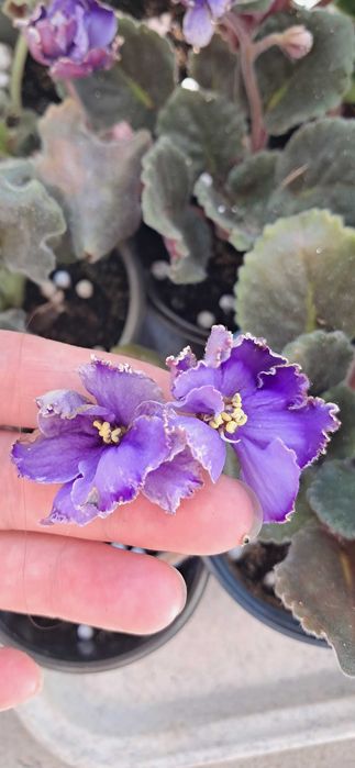 Продам квітучі фіалки