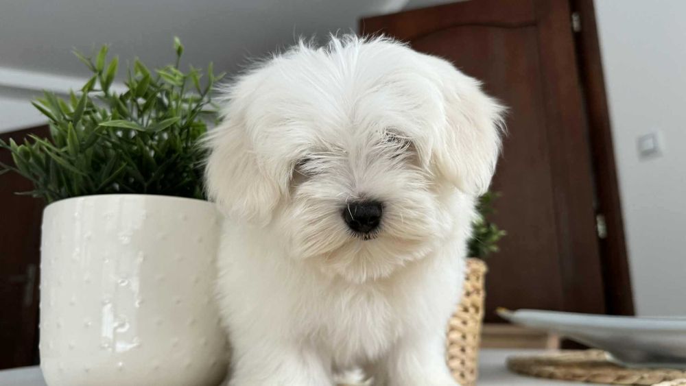 Śliczny Piesek Maltańczyk z Rodowodem Chipem