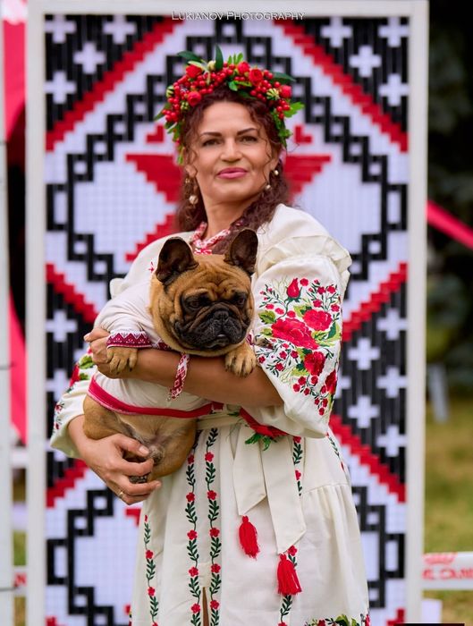 Суперовий, яскравий хлопчик Французький Бульдог КСУ -FCI стандарт