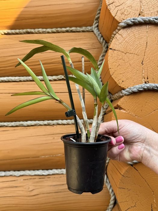 Орхидея Dendrobium delacourii-750;дендр.Берри Ода-250гр.