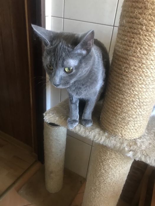 Кіт. Киця. Кошеня.