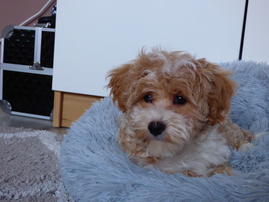 Maltipoo piesek Apricot