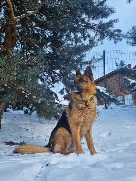 Вязка німецька вівчарка