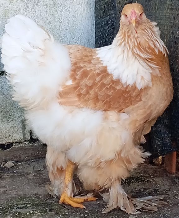 Aves Ornamentais Brahmas várias mutações