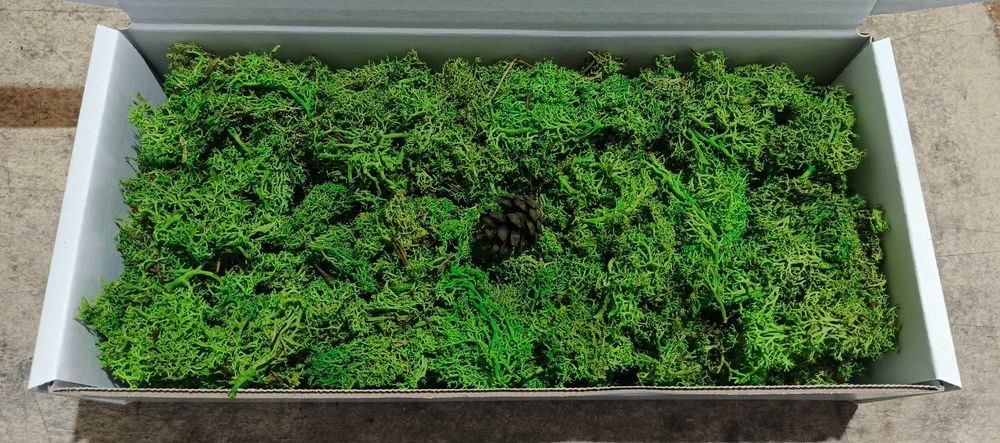 Mech Chrobotek 50 zł  1 kg