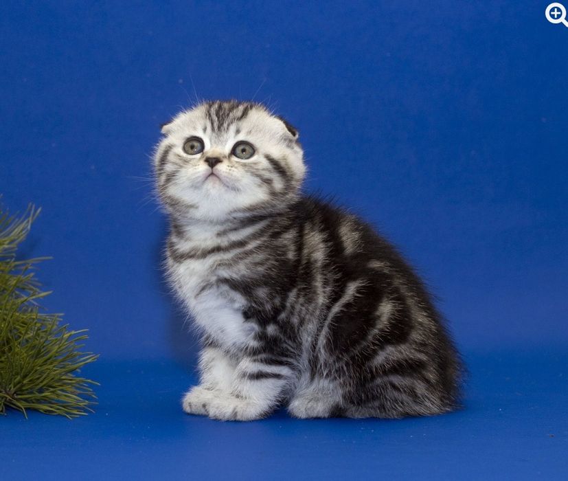 Котенок котята кот шотланский британский вислоухий скоттиш фолд страйт