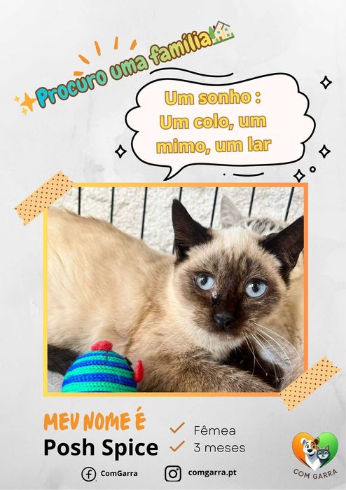 Gatinhos bebés é espera de um lar