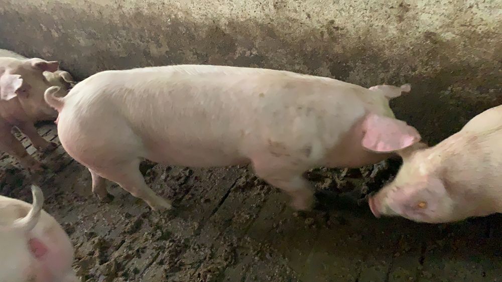 Sprzedam loszki danbred x landrace z francji