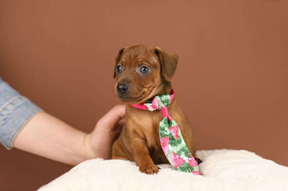 Цуценята цвергпінчера