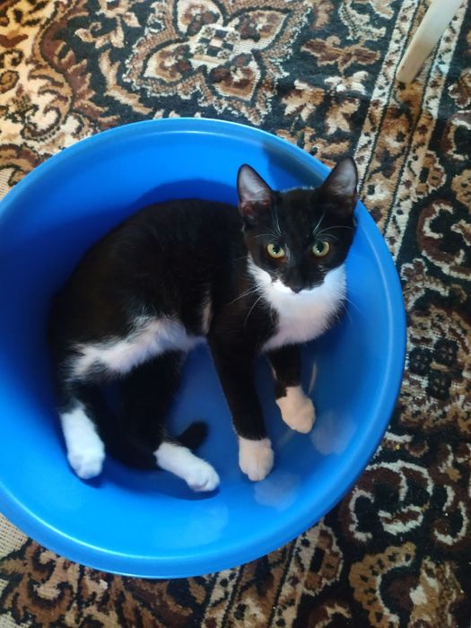 Хлопчик в добру родину