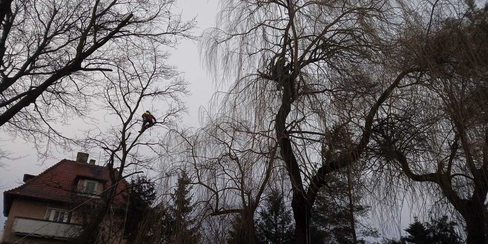 Wycinka drzew i pielęgnacja