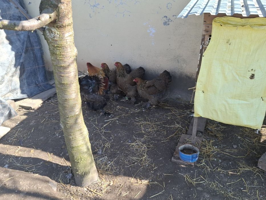 Brahma kuropatwiana jaja lęgowe wysyłka
