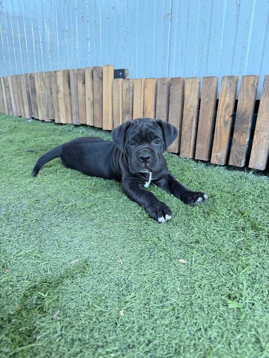 Cane Corso Fêmea Pura