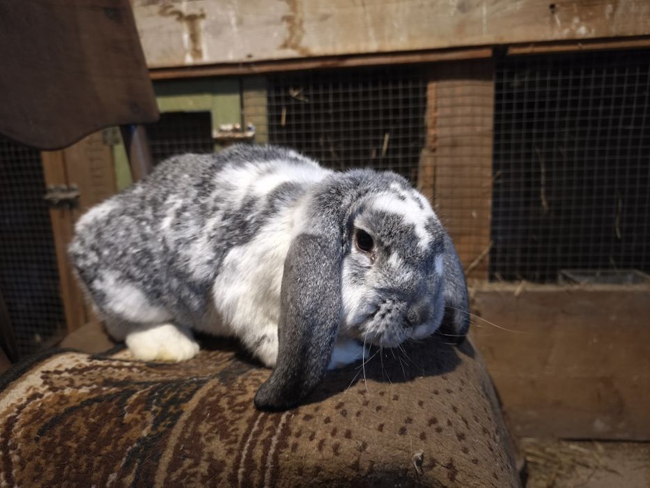 Króliki baran francuski