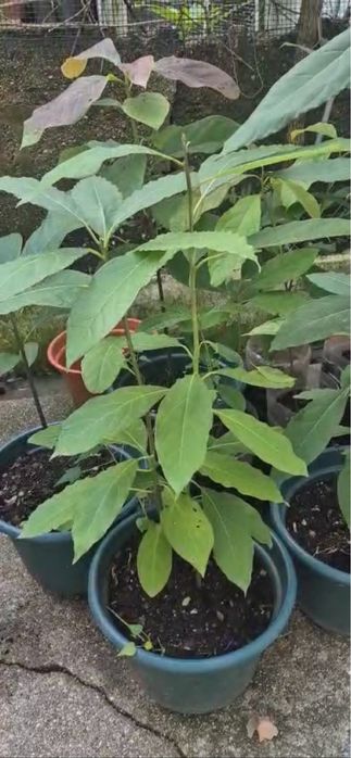 Abacateiros da ilha da madeira