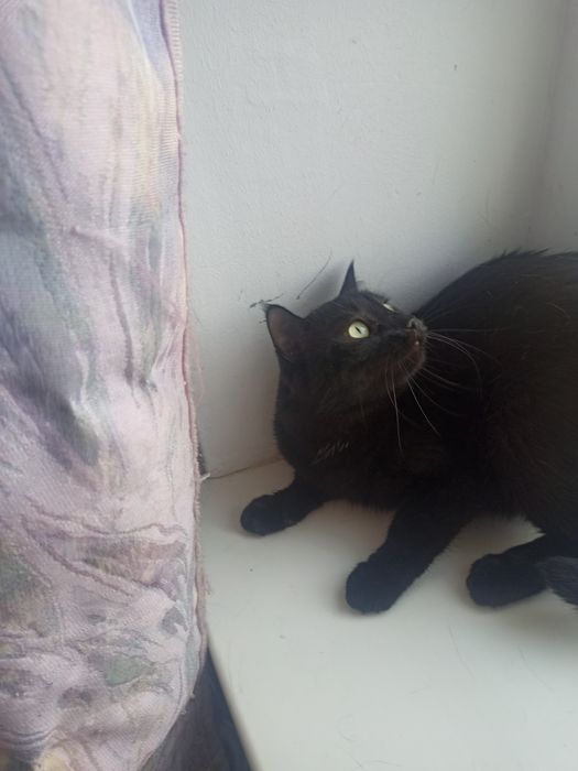 Отдам в добрые руки.