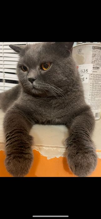 Котик -британець