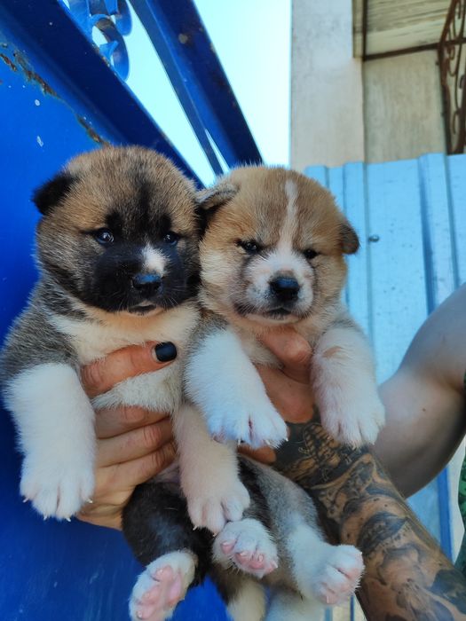 Американська акіта