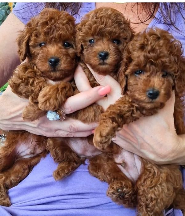 Солодкі хлопці той пудель