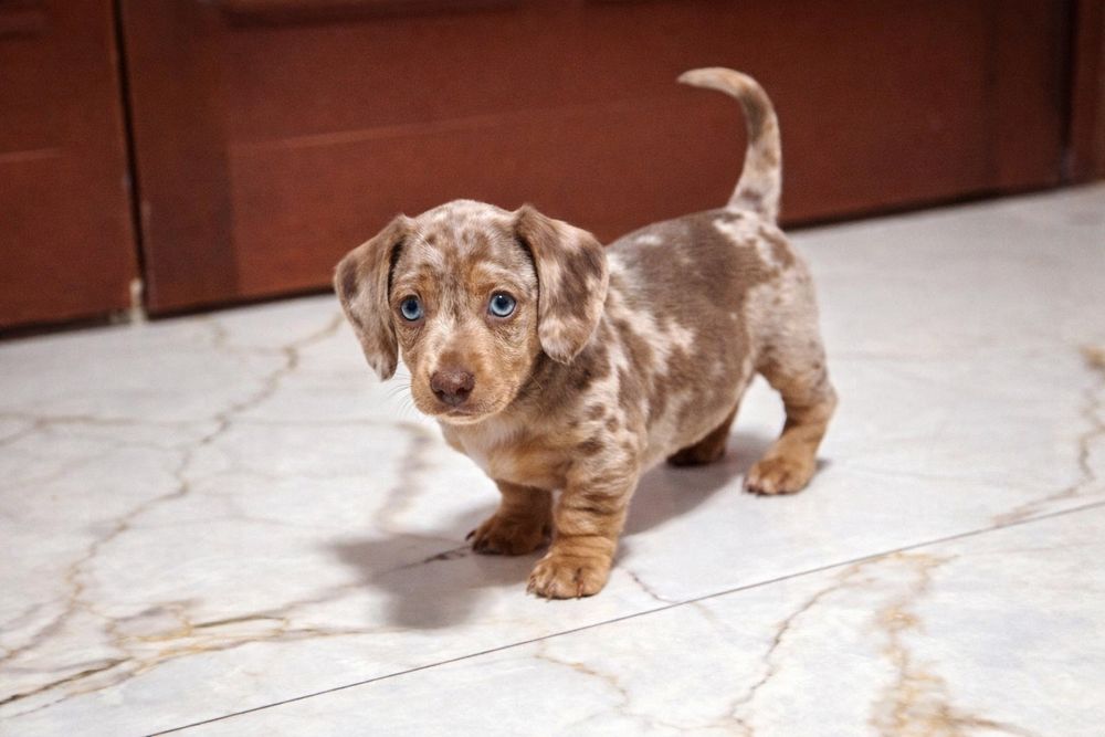 Teckel isabella miniatura